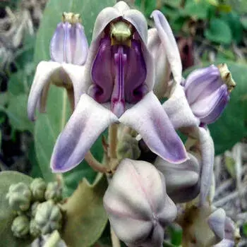 Arali Flowers arali_flowers 3-7319441-39236.webp